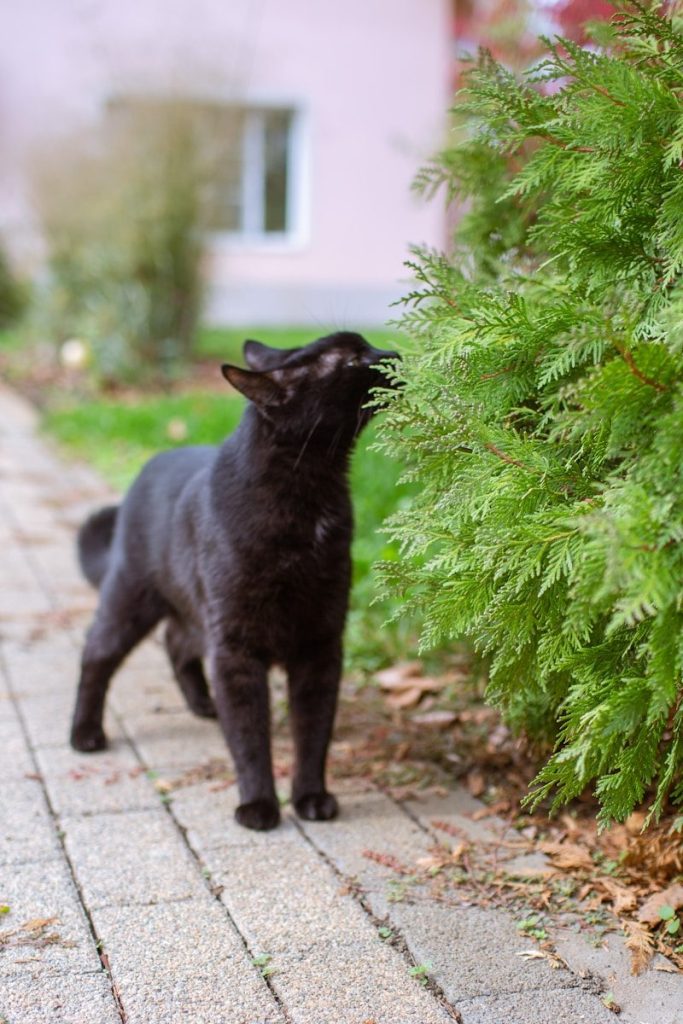 A black cat nibbling on a green bush.