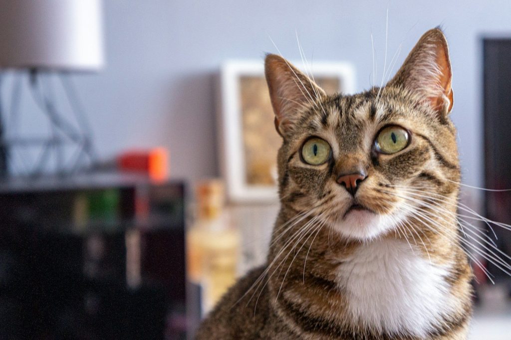 a cat looking at the camera