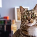 a cat looking at the camera