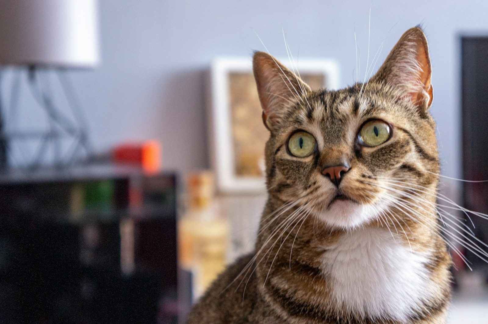 a cat looking at the camera