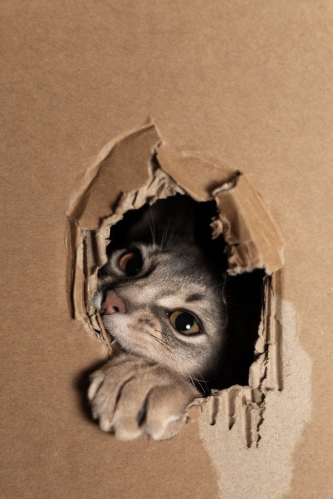 A curious cat peeks through a hole in cardboard.