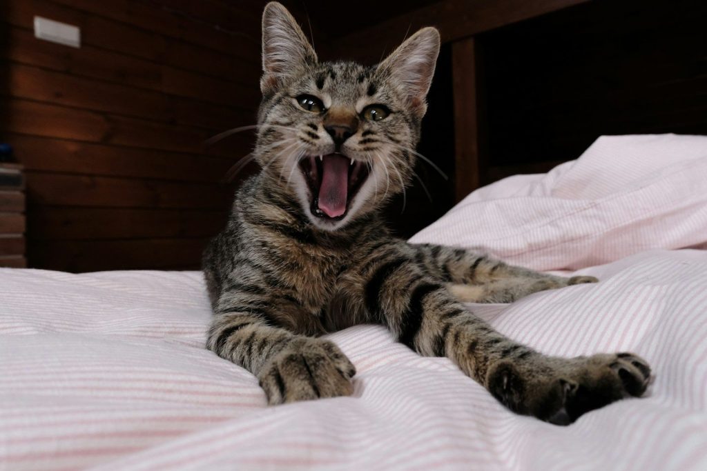 Tabby cat yawning widely on a bed