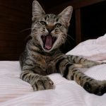 Tabby cat yawning widely on a bed