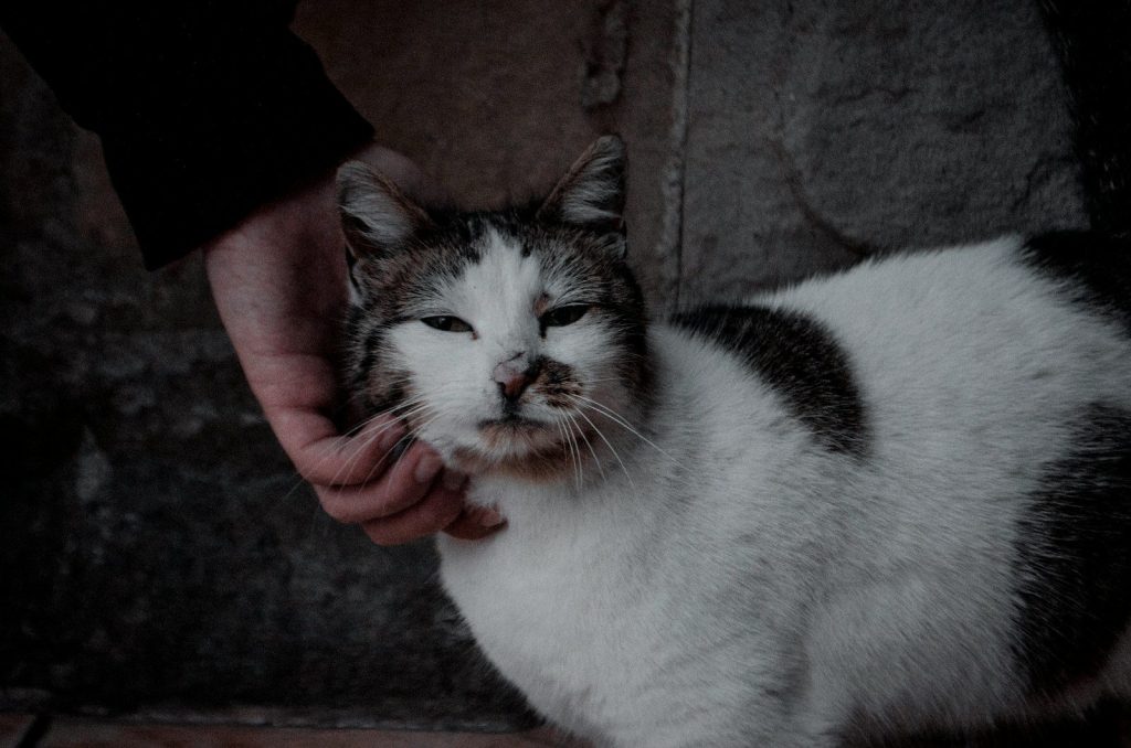 person holding white and black cat