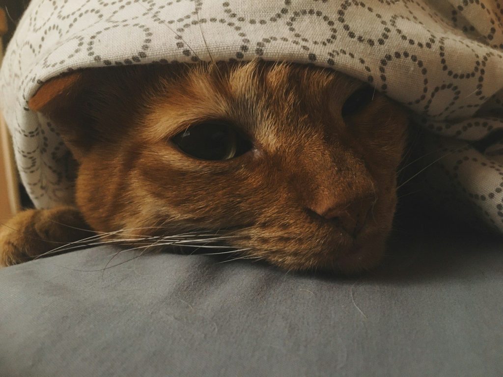 Cat hides under a blanket.