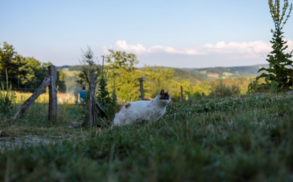 a cat sitting in the grass near a fence