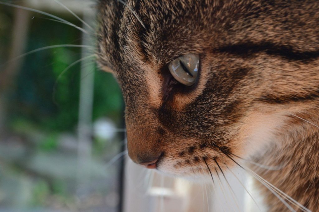 a close up of a cat looking out a window