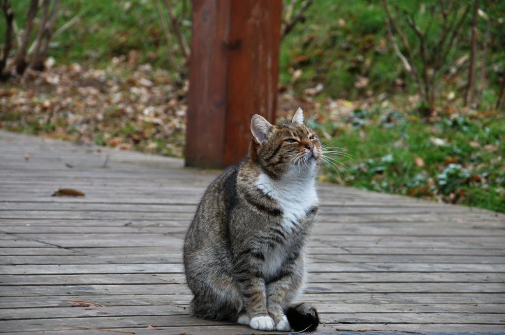 A tabby cat sits on a wooden deck outdoors.
