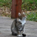 A tabby cat sits on a wooden deck outdoors.