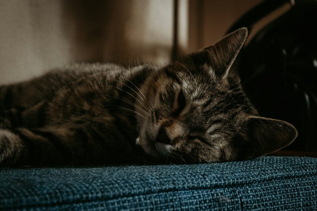 a close up of a cat sleeping on a couch