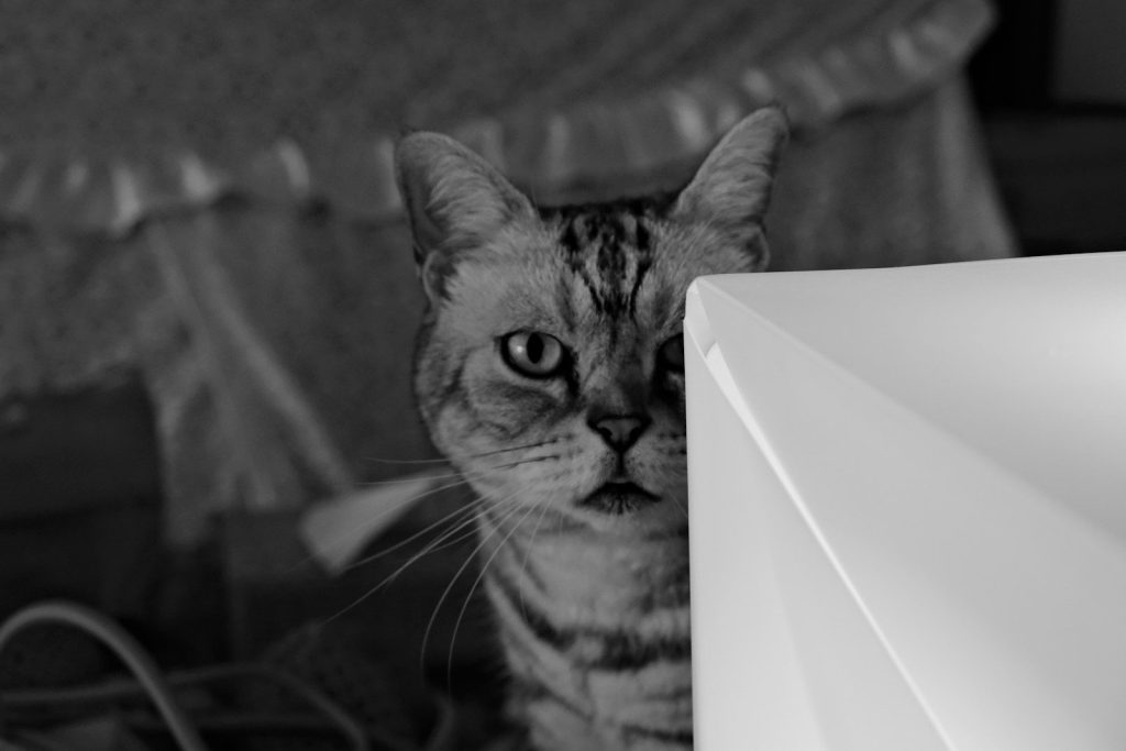 a black and white photo of a cat looking at the camera