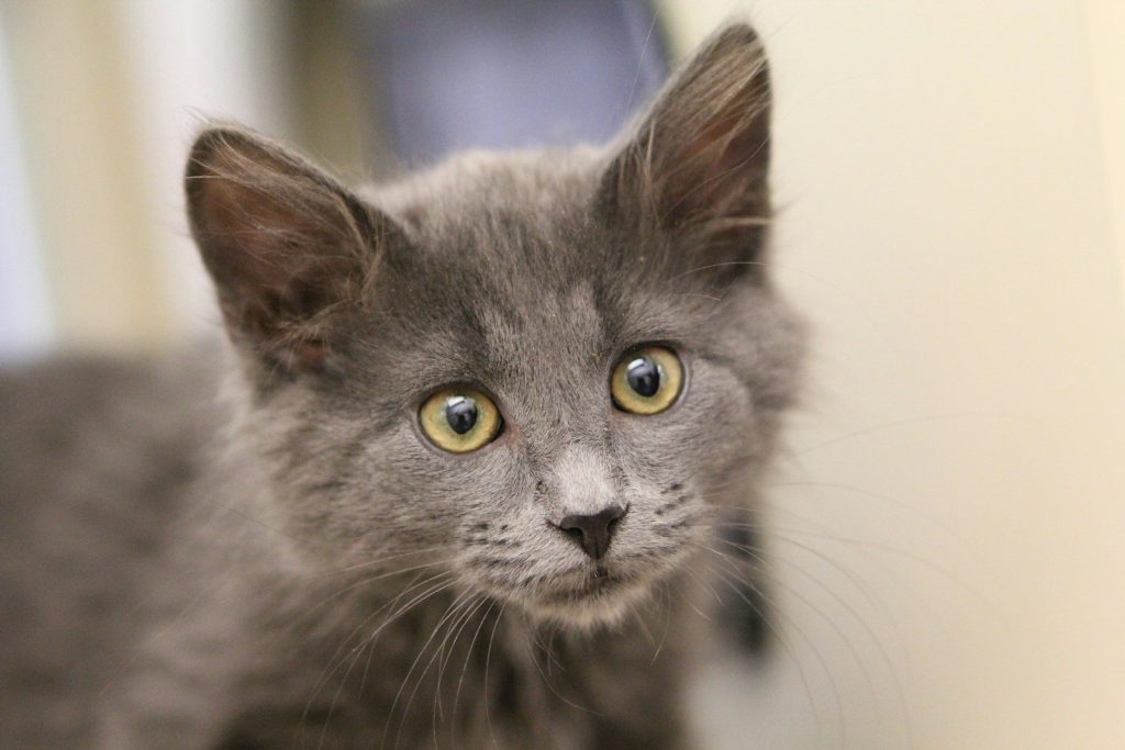 a gray cat with yellow eyes looking at the camera