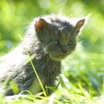 grey long fur kitten on green grass during daytime