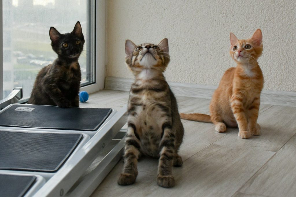 orange tabby cat and brown tabby cat on floor
