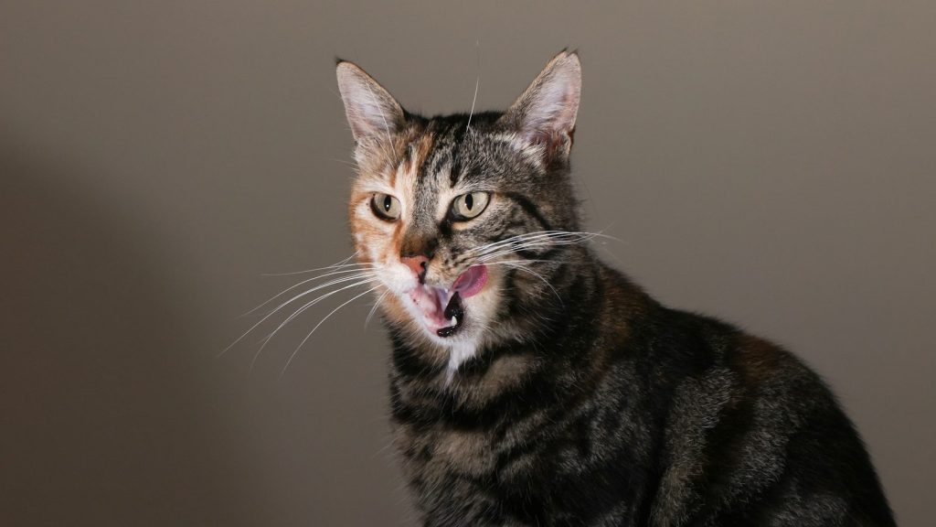 A tabby cat licking its lips with its tongue out.