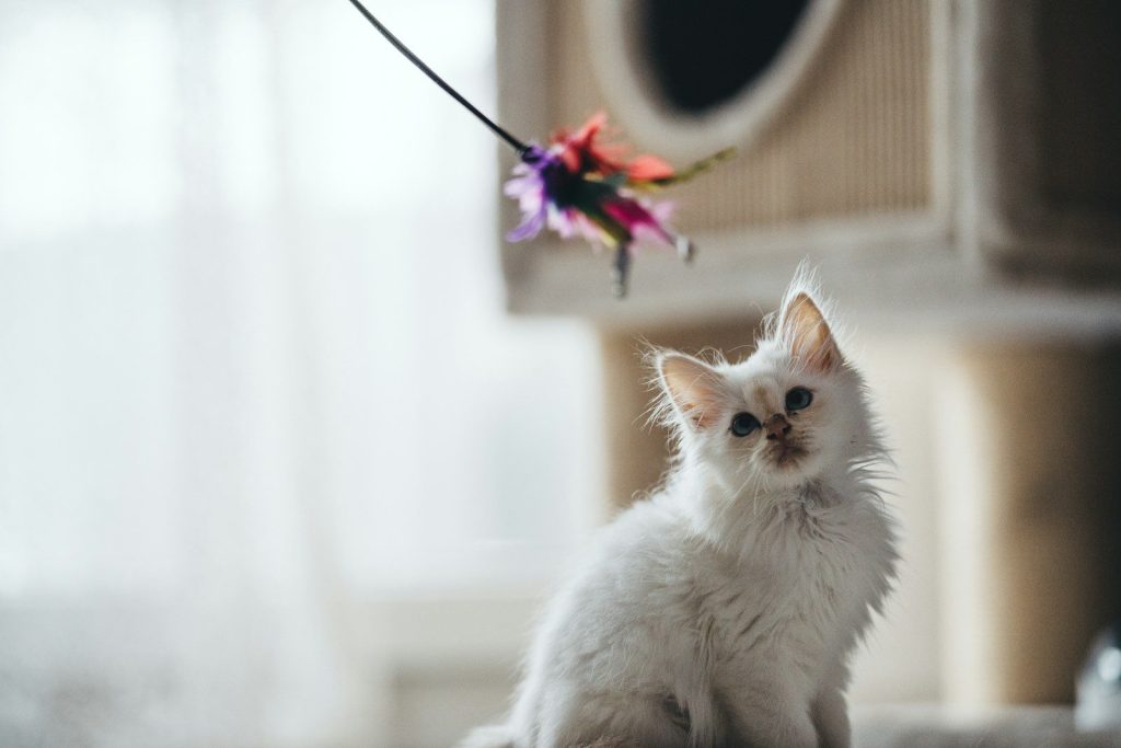 white cat on white textile