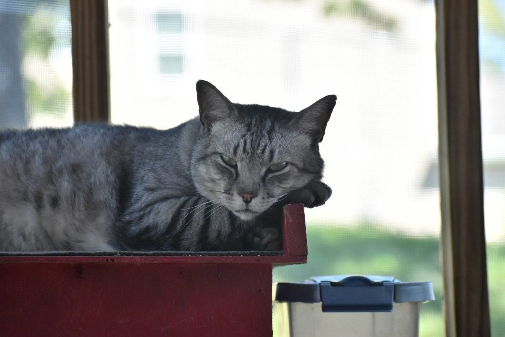 russian blue cat on red and blue box