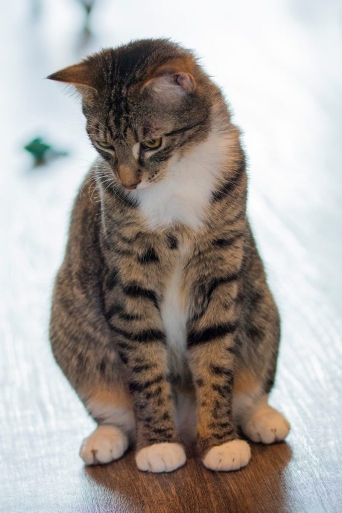 A tabby cat sits and looks down.