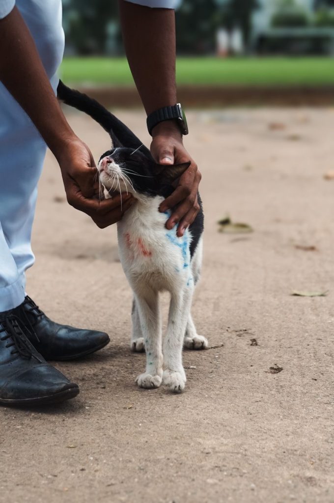 Person petting a black and white cat outdoors