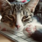 A cat that is laying down on a keyboard