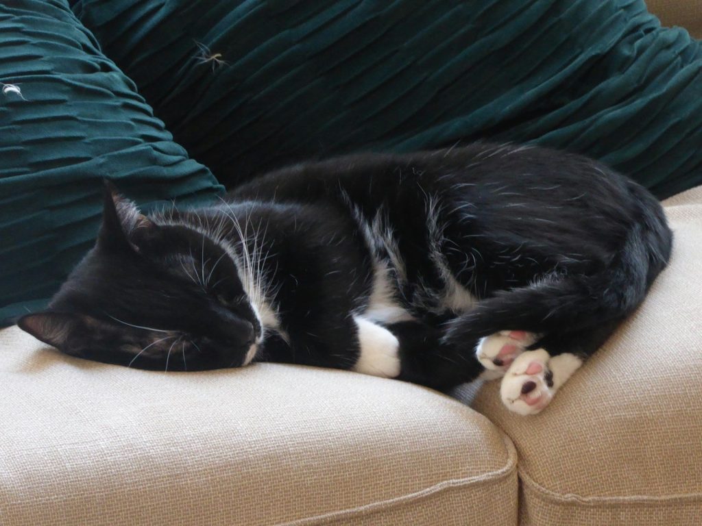 A black and white cat laying on top of a couch