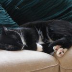 A black and white cat laying on top of a couch
