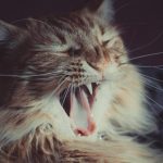long-fur brown cat