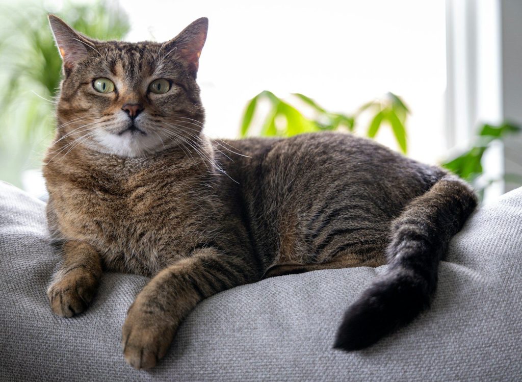 A tabby cat rests on a soft gray cushion.