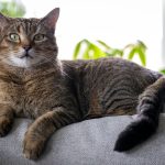 A tabby cat rests on a soft gray cushion.
