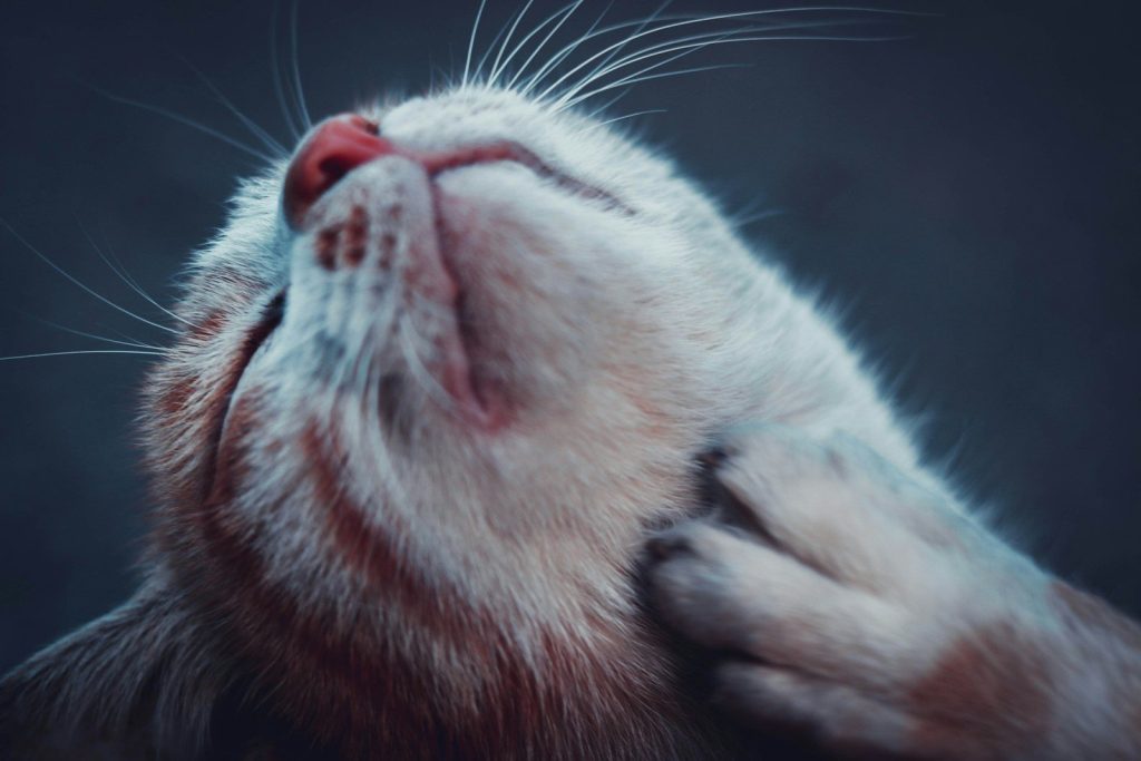 orange tabby cat