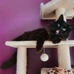 a black cat on a cat tree