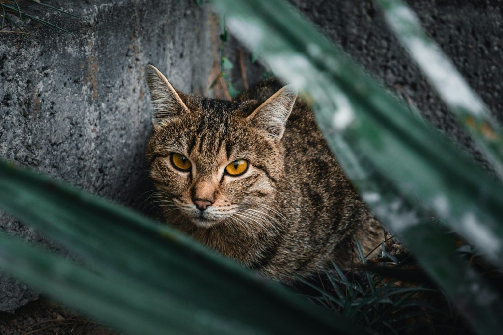 A tabby cat with bright yellow eyes peeks through leaves.