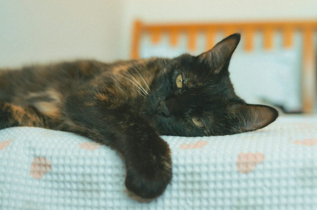 A tortoiseshell cat resting on a patterned blanket.
