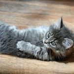 a small kitten laying on its back on a wooden floor