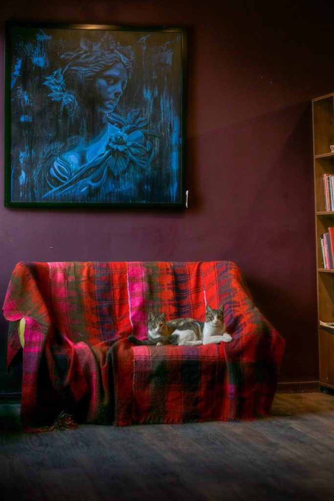 Two cats resting on a colorful blanketed sofa.