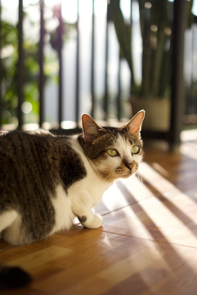 Tabby cat sitting in sunlit streaks on a wooden floor.
