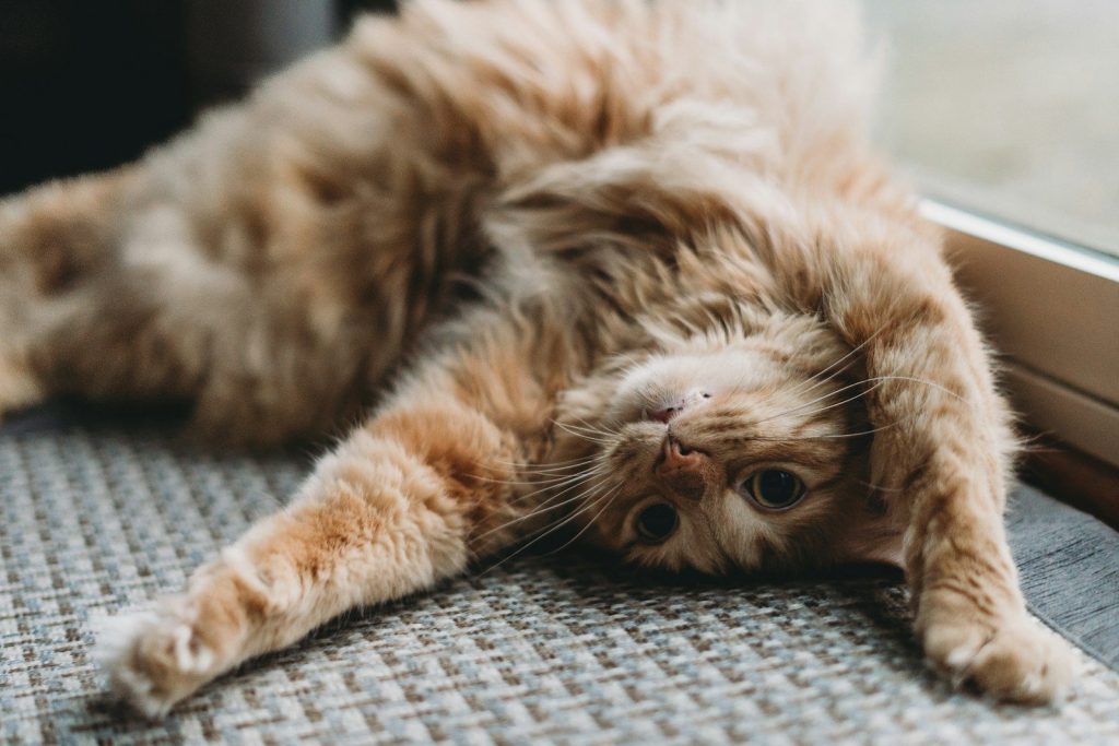 a cat laying on its back on a window sill