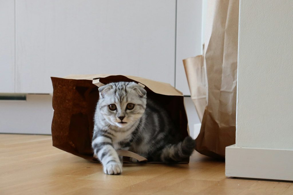 a cat sitting inside of a brown paper bag