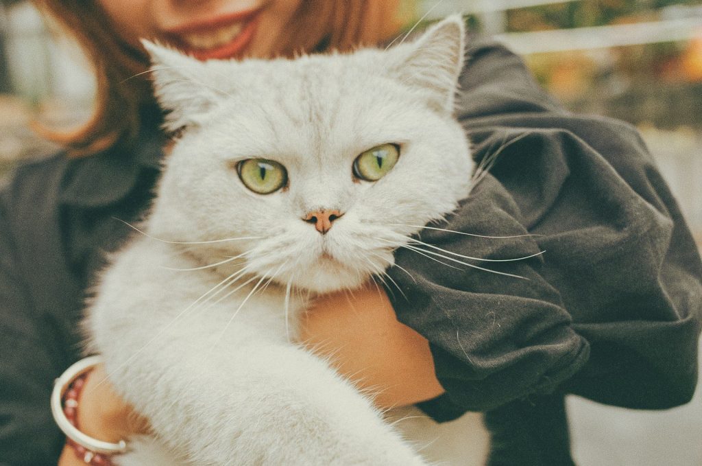 woman carrying white coated cat