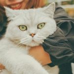 woman carrying white coated cat
