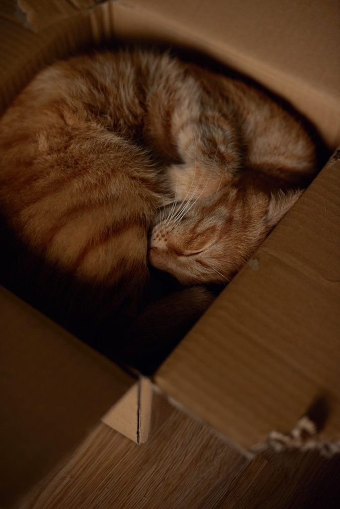 orange tabby cat in brown cardboard box