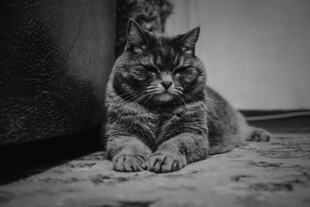 grayscale photo of tabby cat