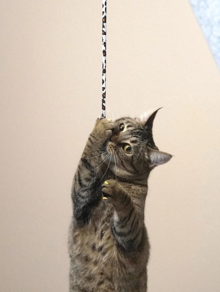 a cat that is standing on its hind legs