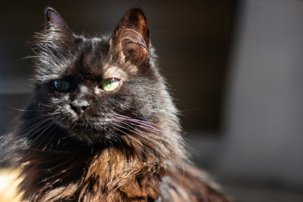 A fluffy black cat with green eyes in sunlight