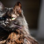 A fluffy black cat with green eyes in sunlight