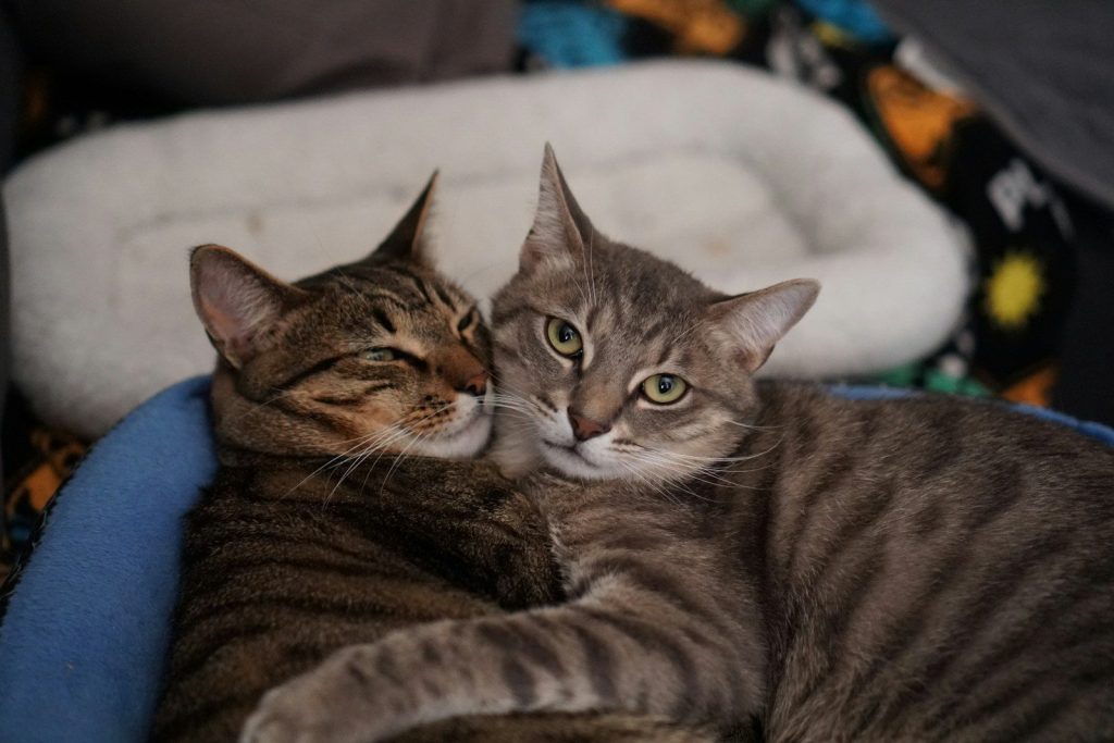 A couple of cats laying next to each other