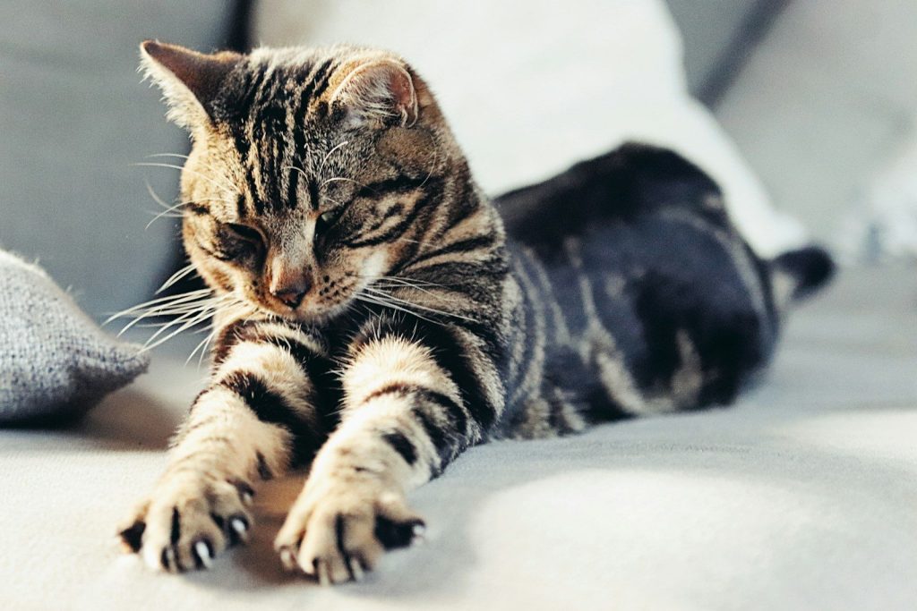 a cat laying on top of a couch next to a pillow