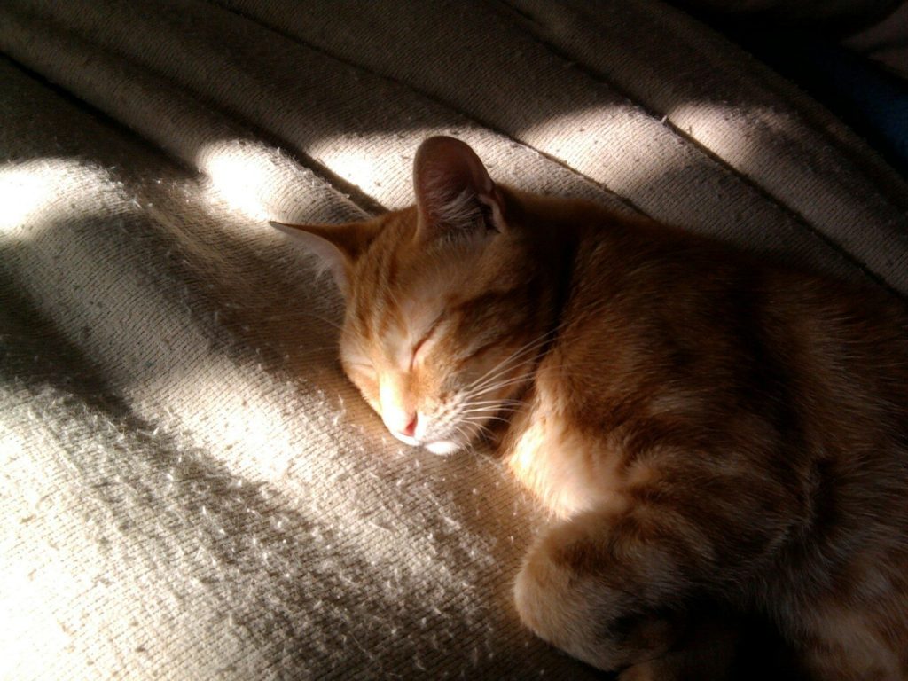 orange tabby cat lying on black textile