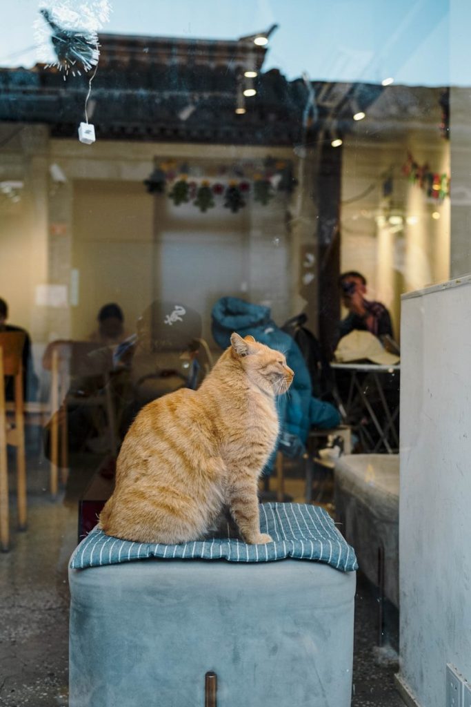 A cat sitting on top of a blue stool