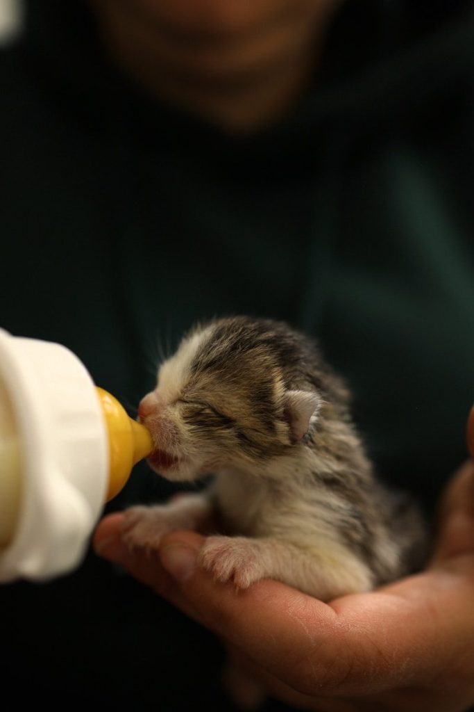 A tiny kitten is being bottle-fed.
